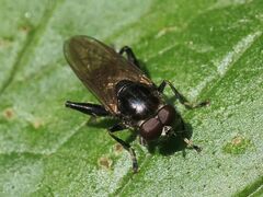 Chalcosyrphus nemorum