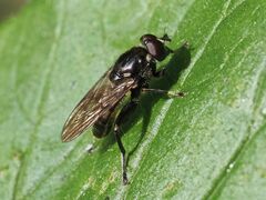 Chalcosyrphus nemorum