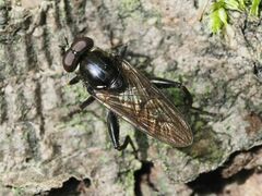 Chalcosyrphus nemorum