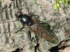 Chalcosyrphus nemorum