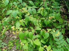 Philadelphus × lemoinei