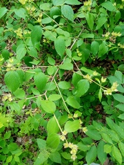 Philadelphus × lemoinei