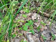 Philadelphus × lemoinei