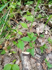 Philadelphus × lemoinei
