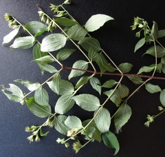 Philadelphus × lemoinei