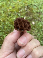 Vespa mandarinia japonica