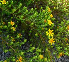 Deinandra minthornii