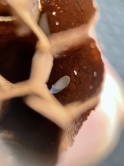 Vespa mandarinia japonica