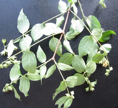 Philadelphus × lemoinei