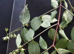 Philadelphus × lemoinei