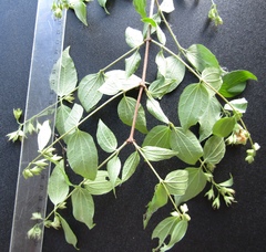 Philadelphus × lemoinei