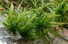 Sphagnum riparium