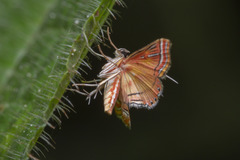 Ambia decoralis