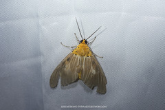 Asota plaginota