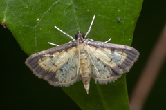 Nistra