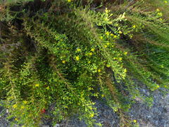 Deinandra minthornii