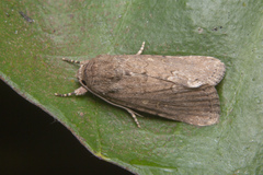 Spodoptera pecten