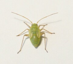 Neolygus contaminatus