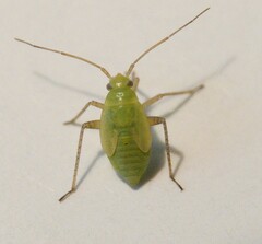 Neolygus contaminatus