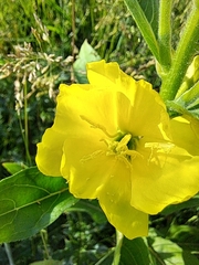Oenothera biennis