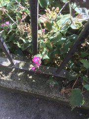 Silene dioica