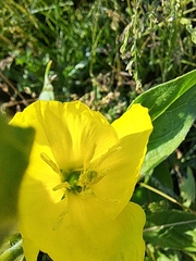 Oenothera biennis