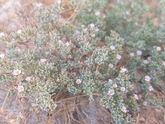 Frankenia pulverulenta