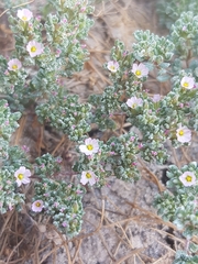 Frankenia pulverulenta