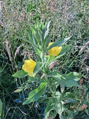 Oenothera biennis