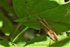 Platycentropus radiatus