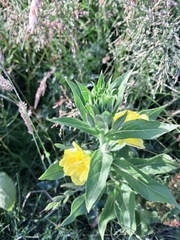 Oenothera biennis