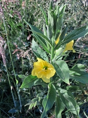 Oenothera biennis