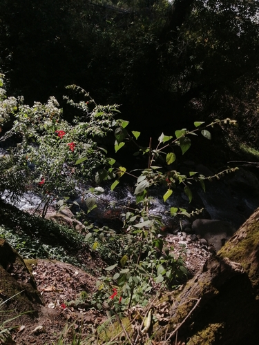 Image of Salvia gesneriiflora by (c) Erick Vélez Sánchez, some rights reserved (CC BY)