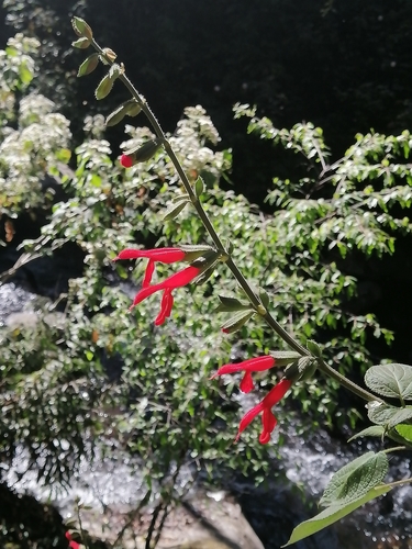 Image of Salvia gesneriiflora by (c) Erick Vélez Sánchez, some rights reserved (CC BY)