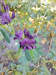 Medicago sativa