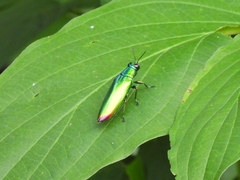 Chrysochroa fulminans