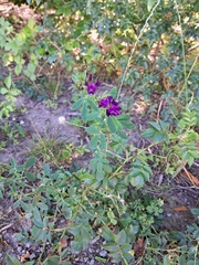 Medicago sativa