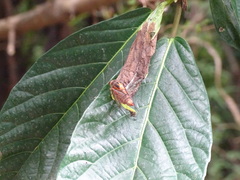 Vagitanus terminalis
