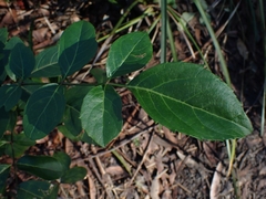 Polyscias sambucifolia