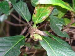 Vagitanus terminalis