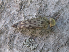 Yakuhananomia bidentata