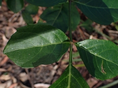 Polyscias sambucifolia