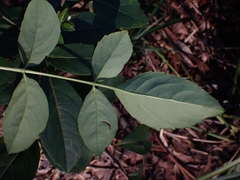 Polyscias sambucifolia