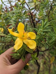 Hypericum revolutum