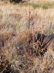 Aloe grandidentata