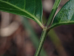 Polyscias sambucifolia