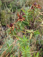 Hypericum revolutum