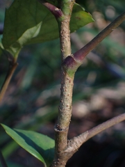 Polyscias sambucifolia