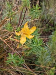 Hypericum revolutum