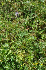 Phyteuma betonicifolium